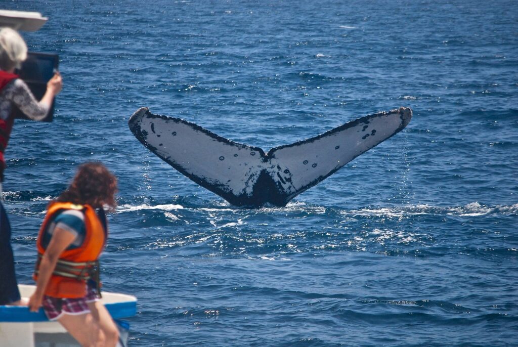 Ballena jorobada frente a la costa de Manabí