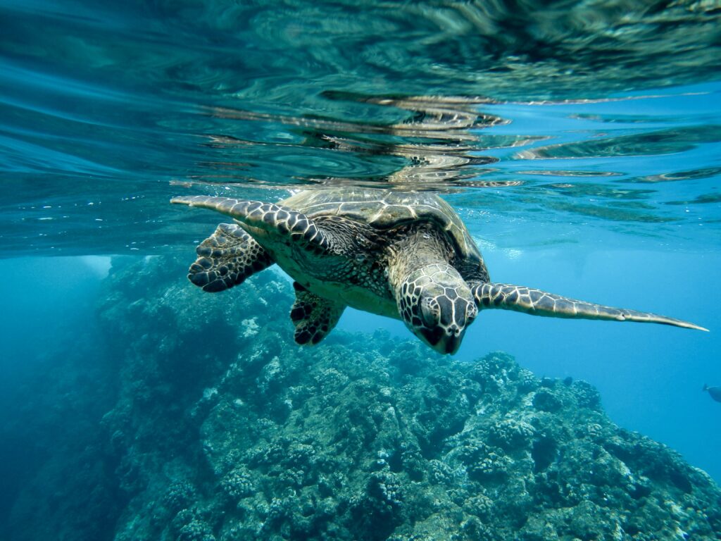 Tortuga marina nadando sobre un arrecife